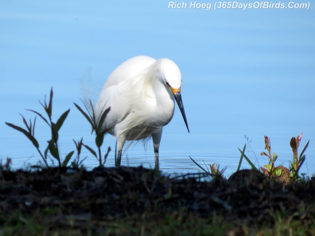 039b-Birds-365-Herons-Hunt-Snowy-Egret