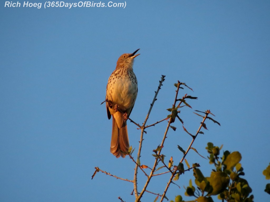 040a-Birds-365-Sunrise-Sonata-Thursh