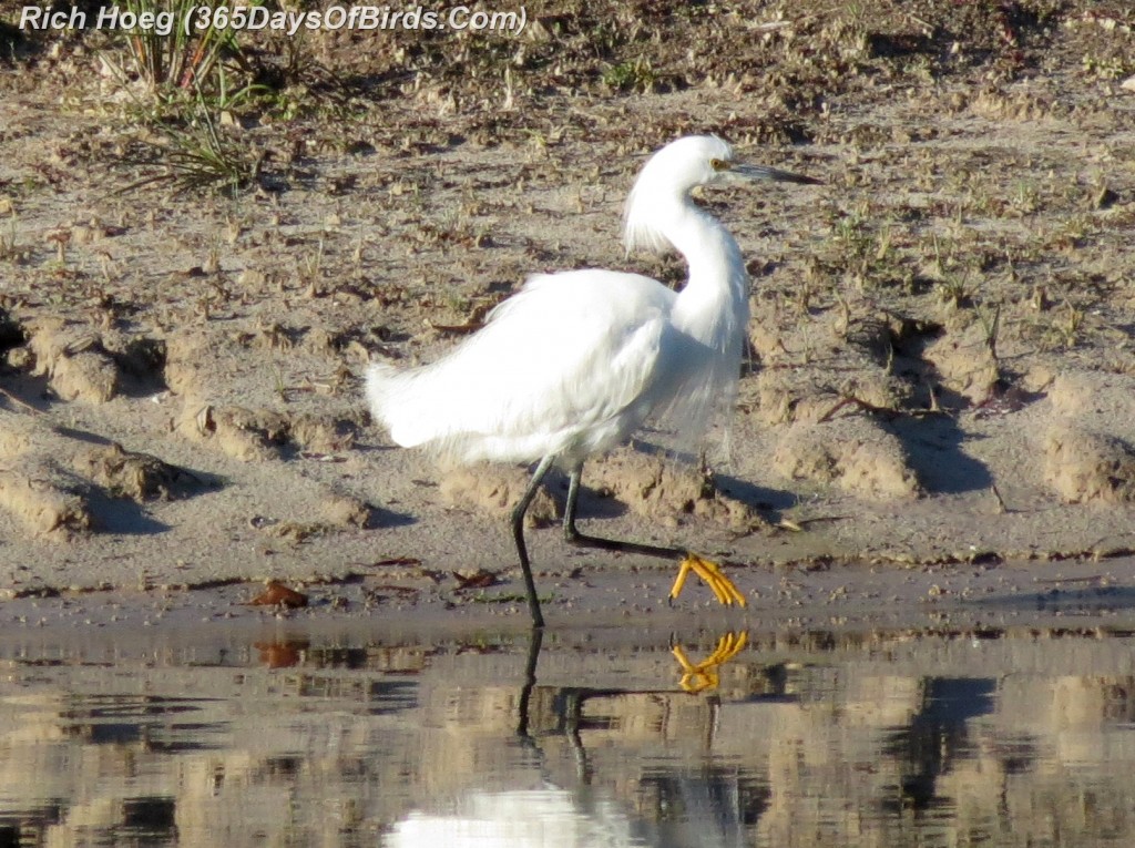 040b-Birds-365-Snowy-Egret-Hunt-Claw