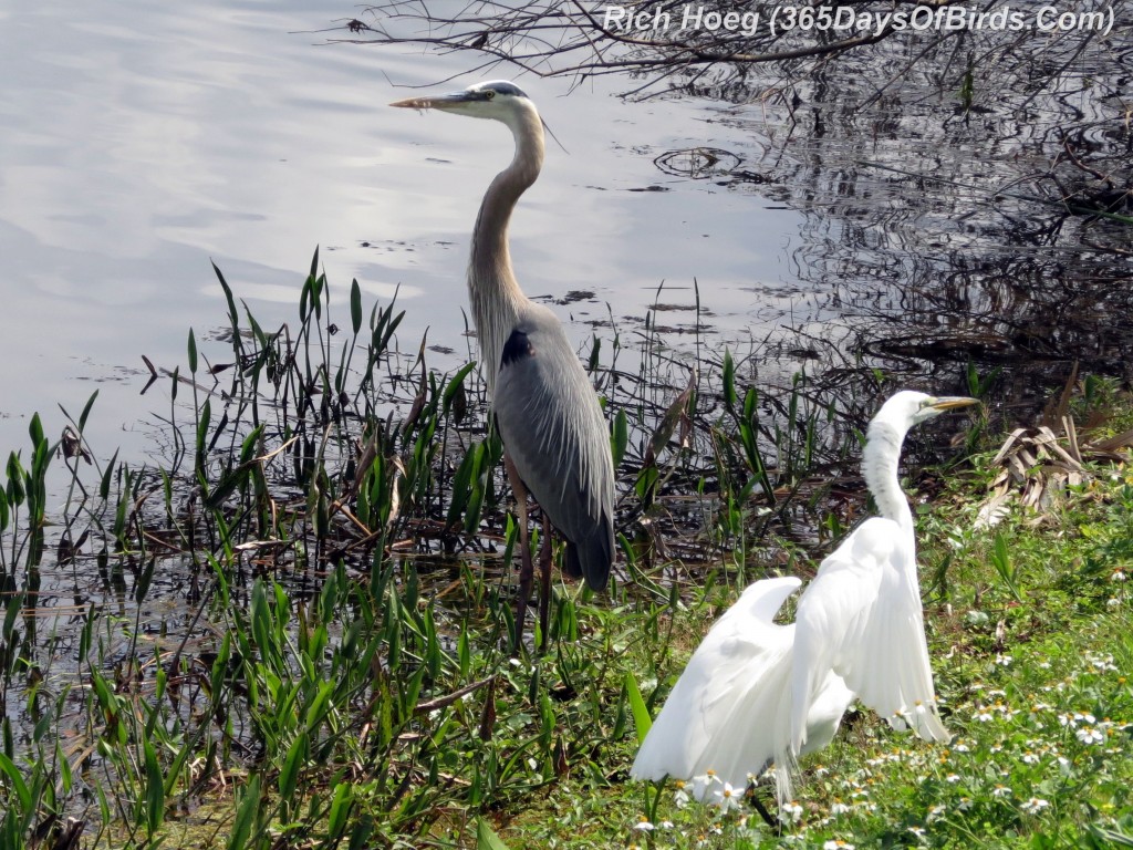 041a-Wing-Commander-Heron-Egret-1