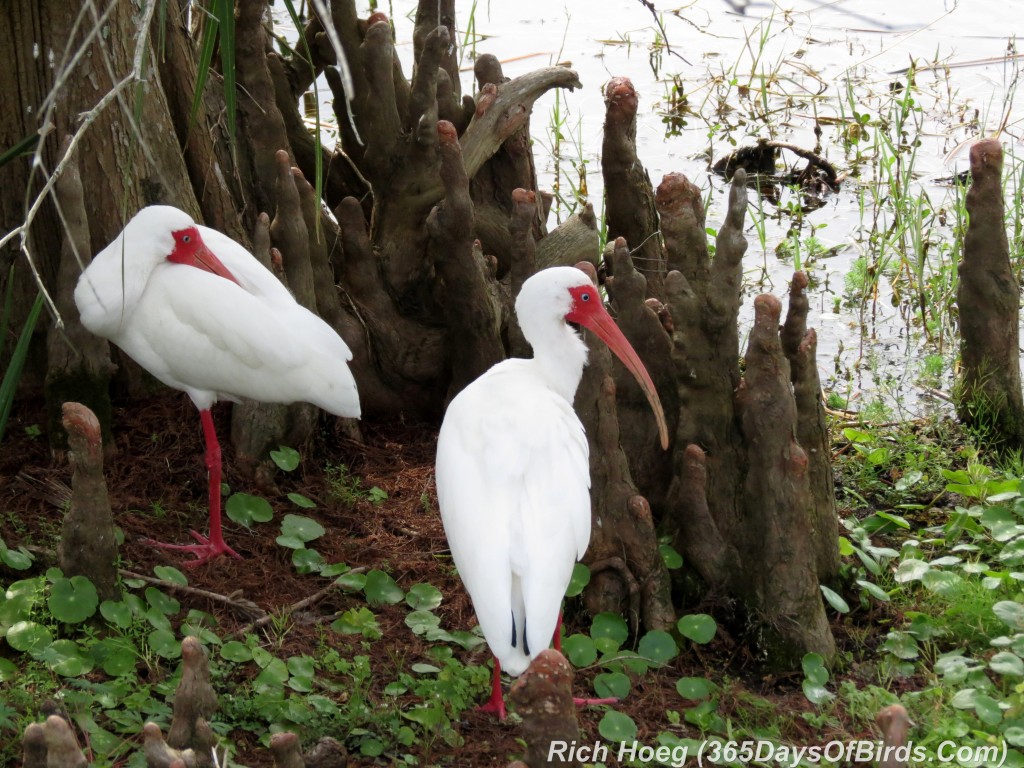 042a-Birds-365-White-Ibis-Three