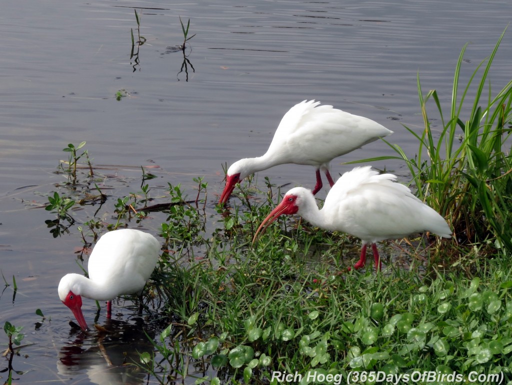 042b-Birds-365-White-Ibis-Three