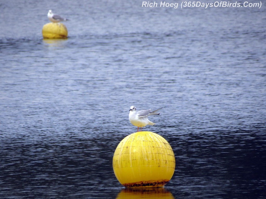 043-Birds-365-Gulls-Buoys