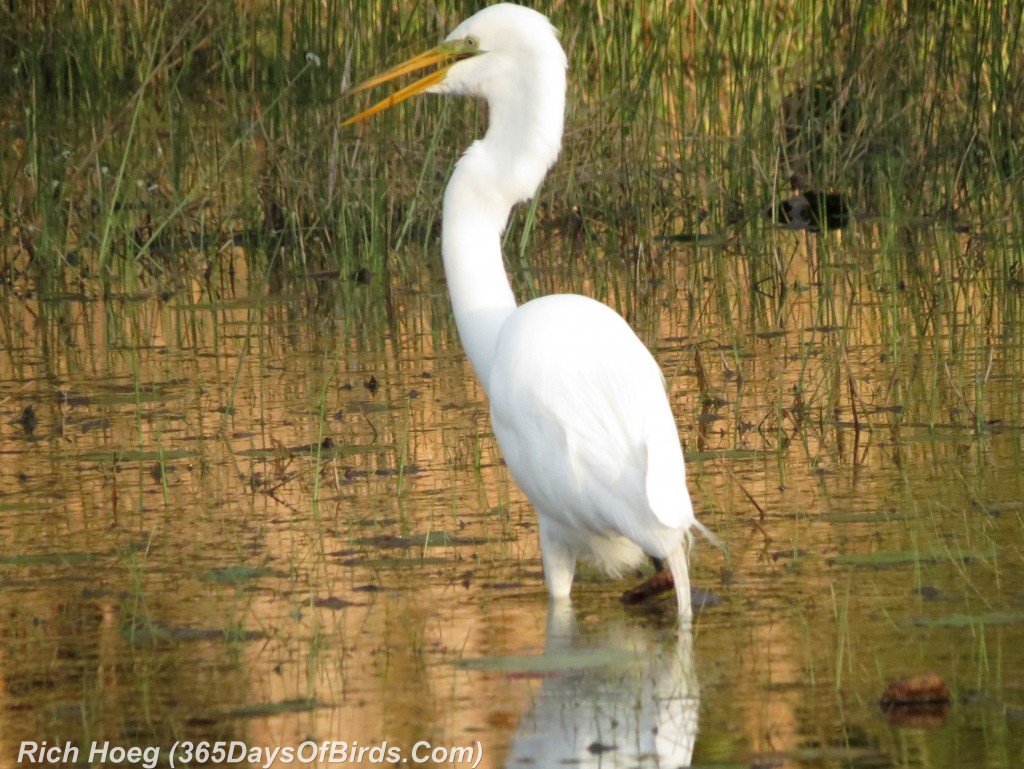 043b-Birds-365-Snowy-Egret-Strike-Pose