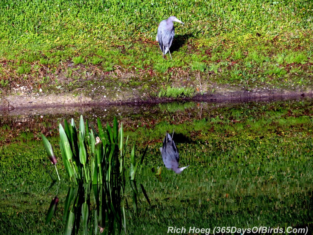 044-Birds-365-Reflective-Little-Blue-Heron