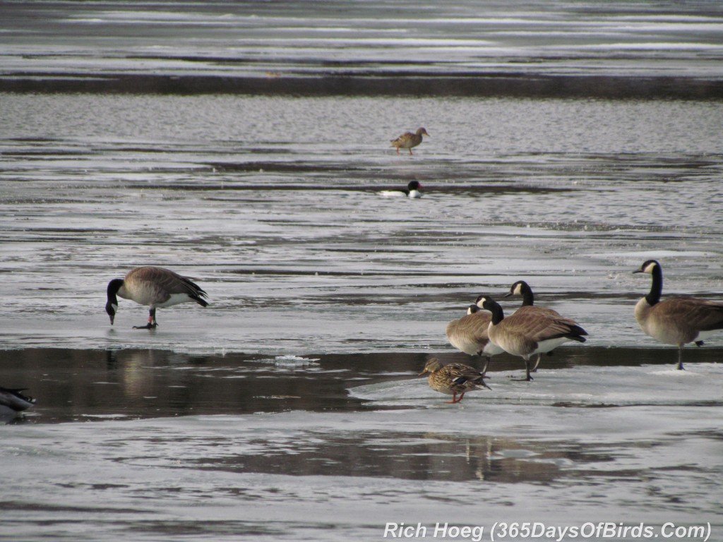 046-Birds-365-South-Dakota-Waterfowl-Stopover