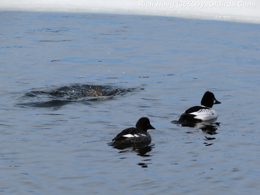 048-Birds-365-Goldeneye-Dive-1b