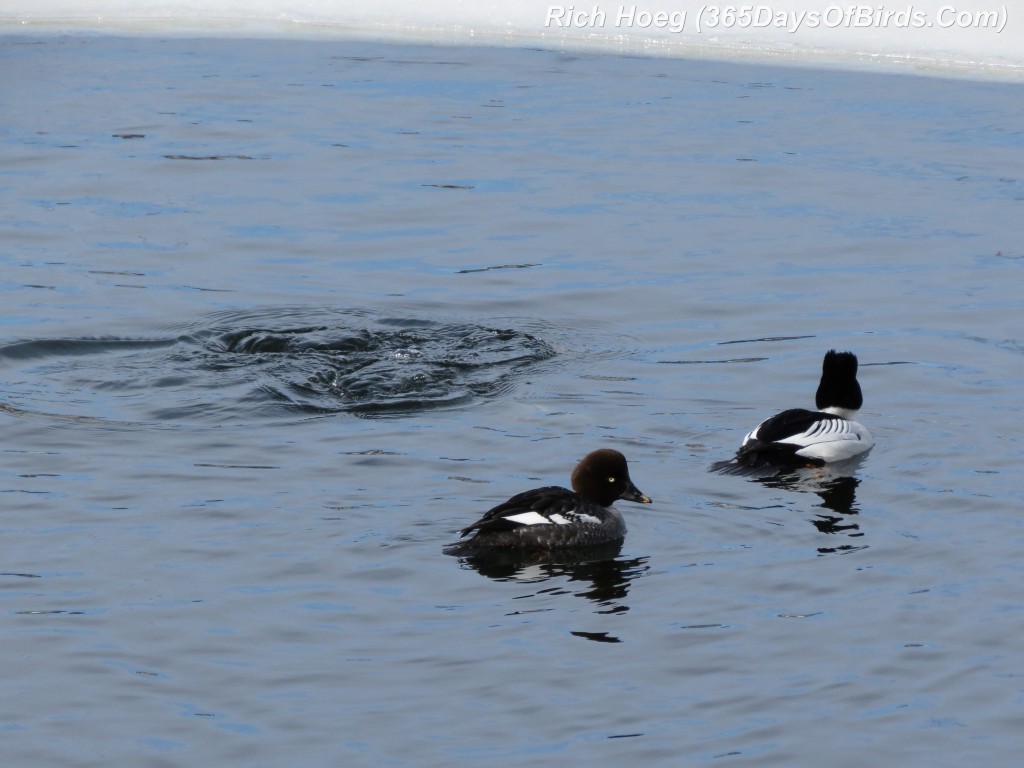 048-Birds-365-Goldeneye-Dive-1c