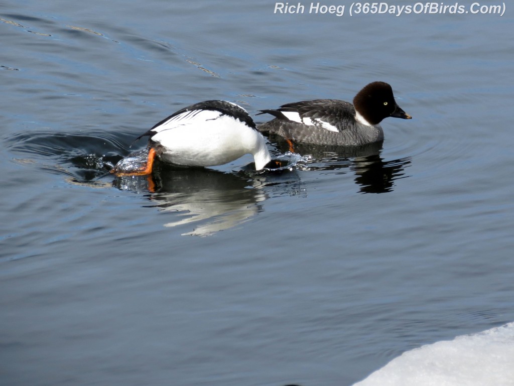 048-Birds-365-Goldeneye-Dive-2a