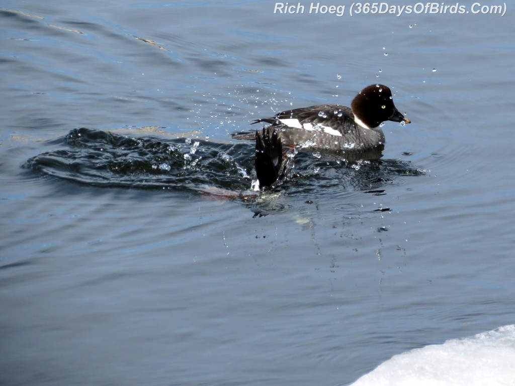 048-Birds-365-Goldeneye-Dive-2b