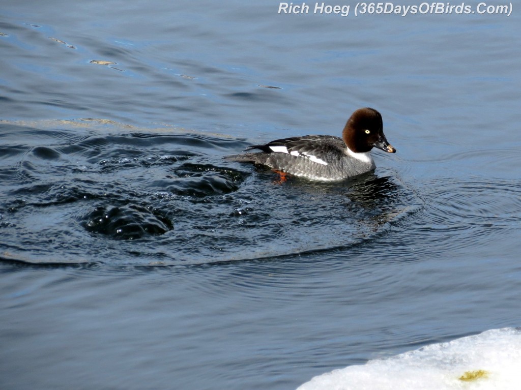 048-Birds-365-Goldeneye-Dive-2d