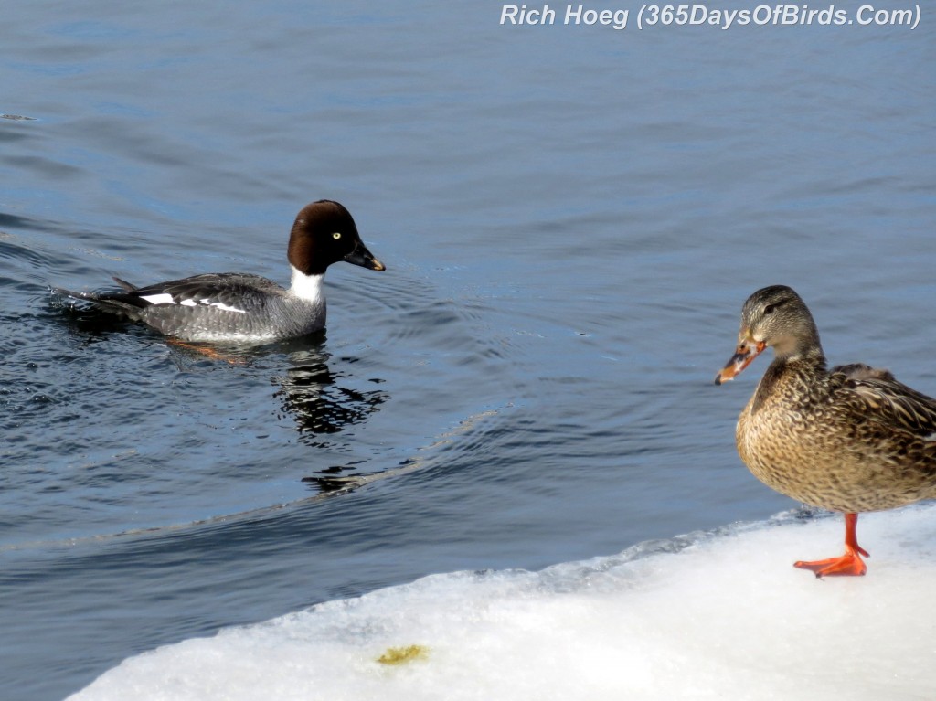 048-Birds-365-Goldeneye-Dive-2f