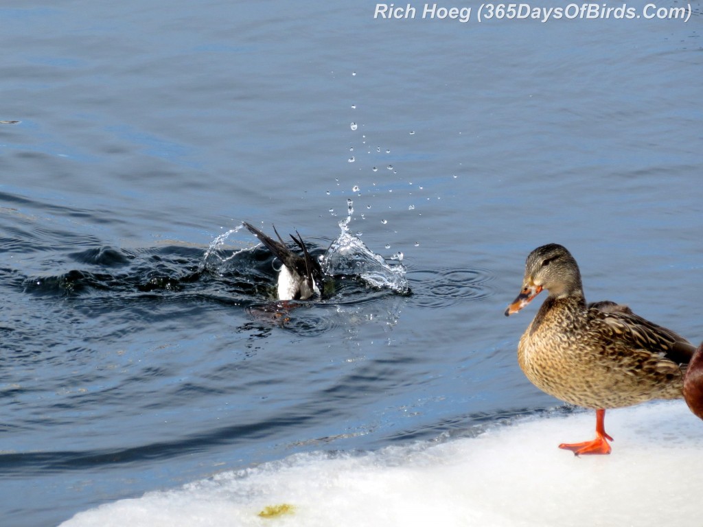 048-Birds-365-Goldeneye-Dive-2g