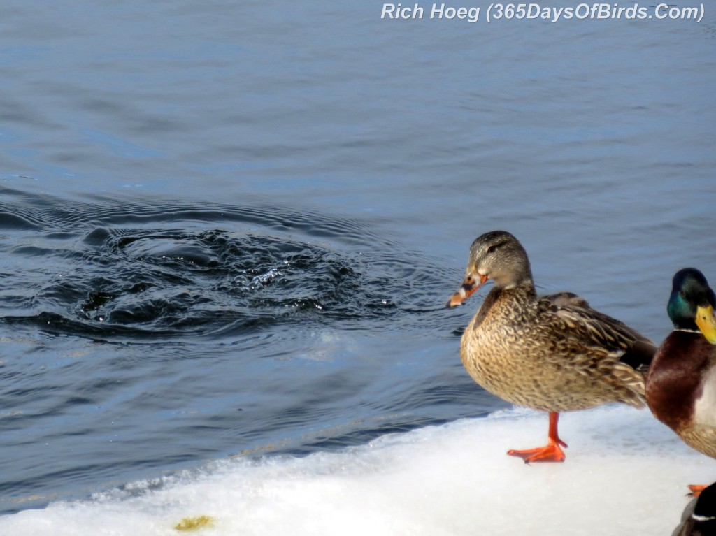 048-Birds-365-Goldeneye-Dive-2h