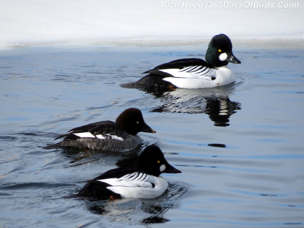 048-Birds-365-Goldeneye-Flap-Courtship-Trio