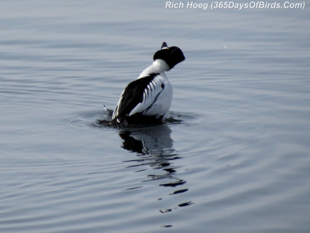 048-Birds-365-Goldeneye-Flap-Twist-1a