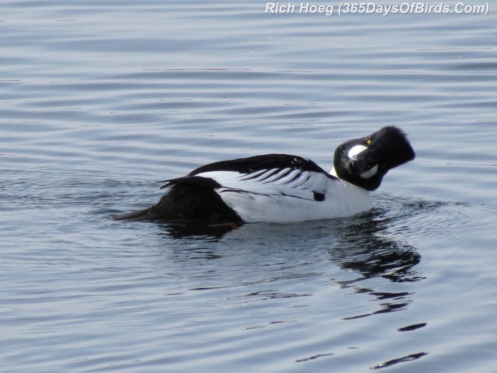 048-Birds-365-Goldeneye-Flap-Twist-1b