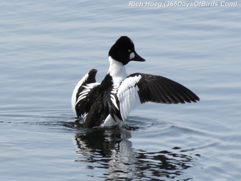 048-Birds-365-Goldeneye-Flap-Wing-1a