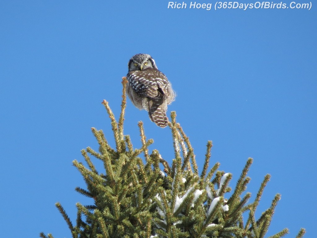 049-Birds-365-Northern-Hawk-Owl