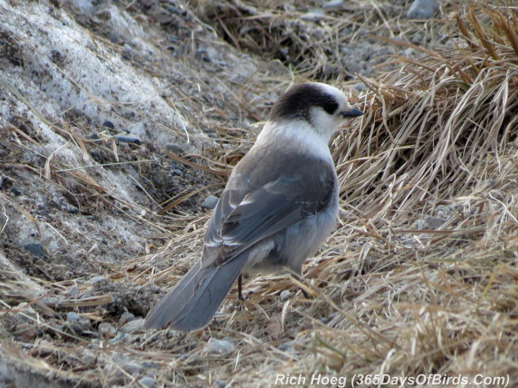 050-Birds-365-Canada-Jay