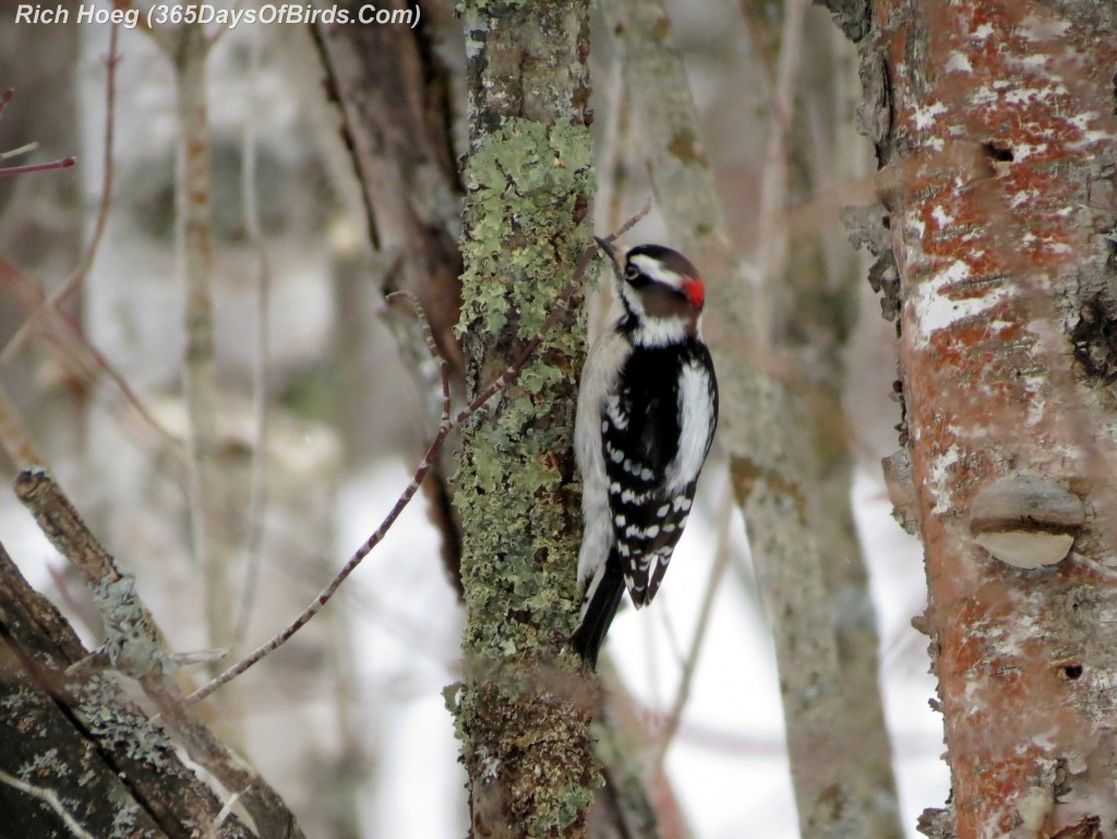 051-Birds-365-Ravine-Downy