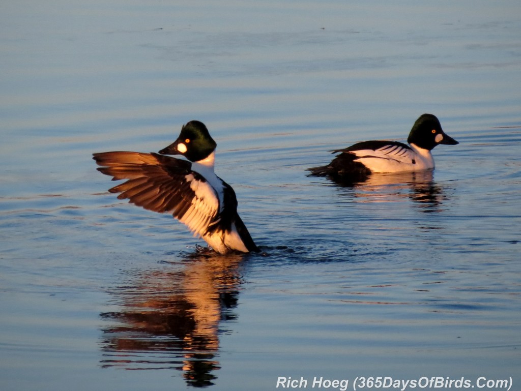 052a-Birds-365-Goldeneyes-Duo-Flapping