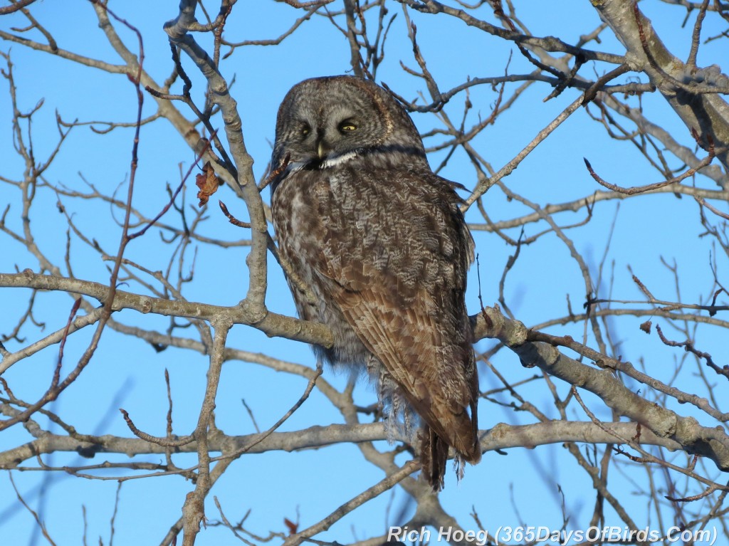 052b-Birds-365-Great-Grey-Owl-Sunrise