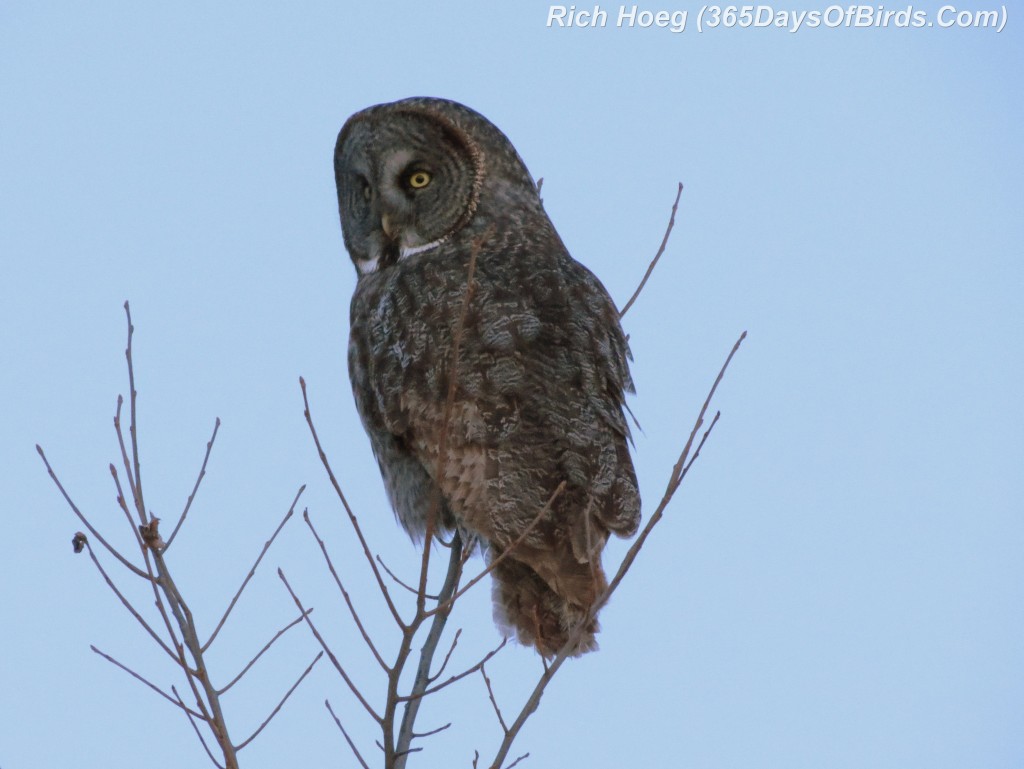 052c-Great-Grey-Owl-Dusk