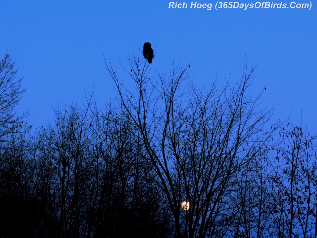 052d-Great-Grey-Owl-Moonrise
