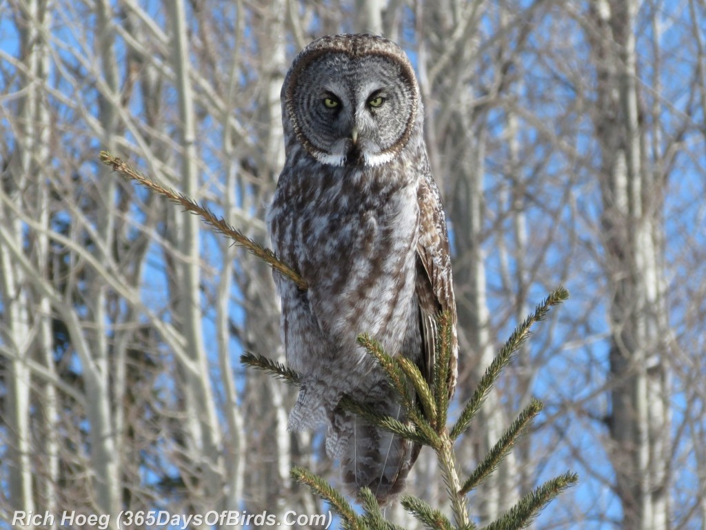 053-Birds-365-Great-Grey-Owl-Sun-Pine