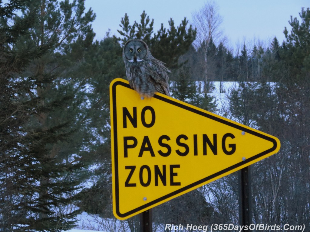 053b-Birds-365-No-Passing-Zone-Great-Grey-Owl