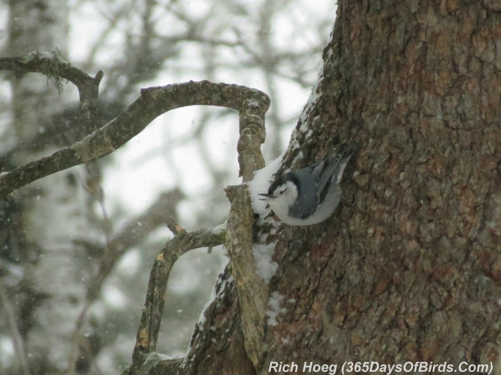 055-Birds-365-Snow-Bird-Nuthatch