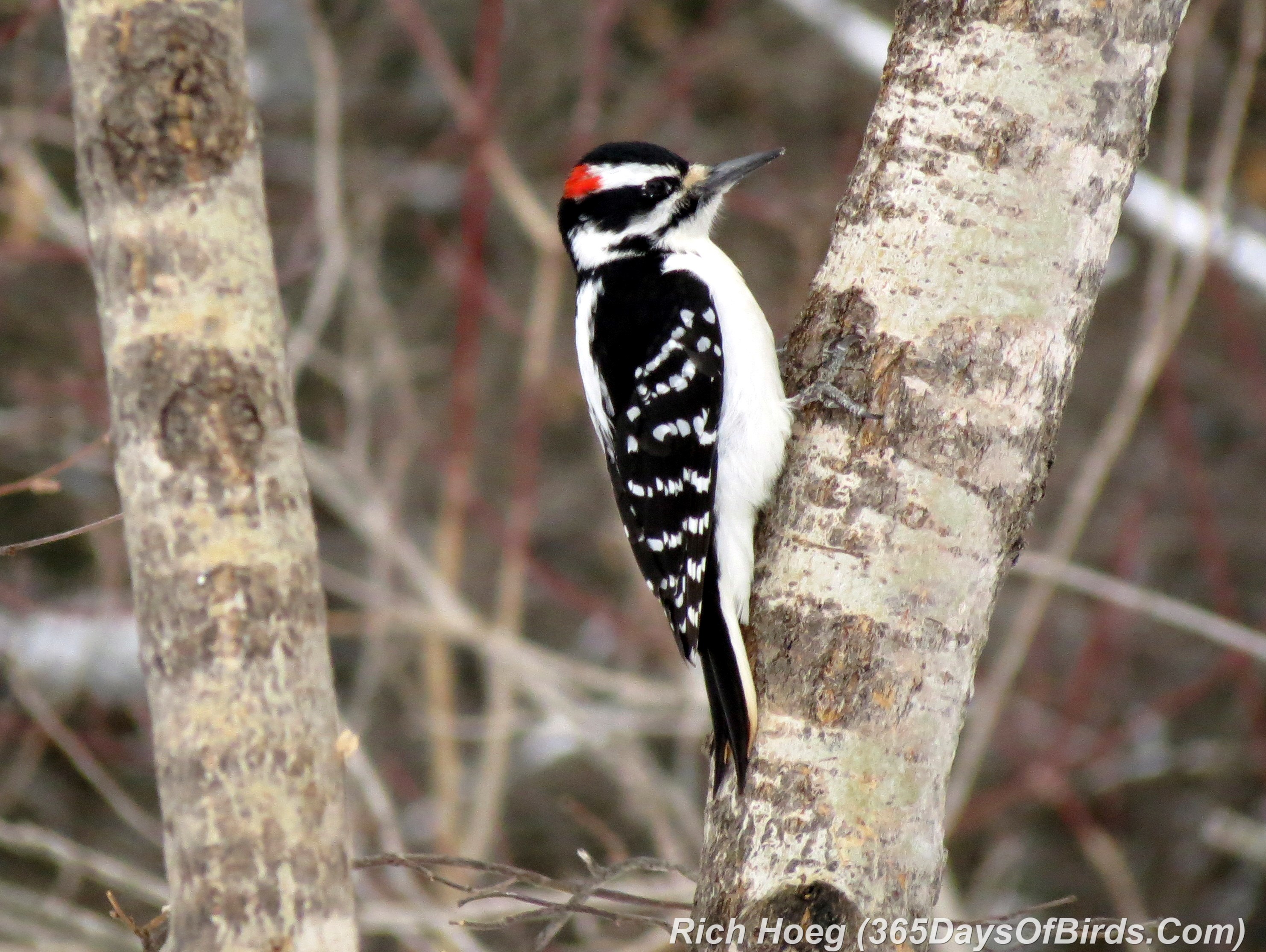 Day 056: Hairy or Downy Woodpecker? | 365 Days of Birds