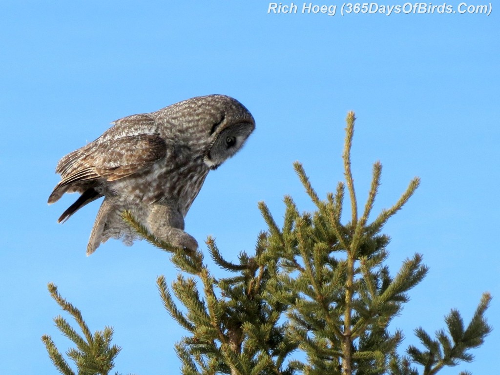 057-Birds-365-Great-Grey-PM-Change-Spots