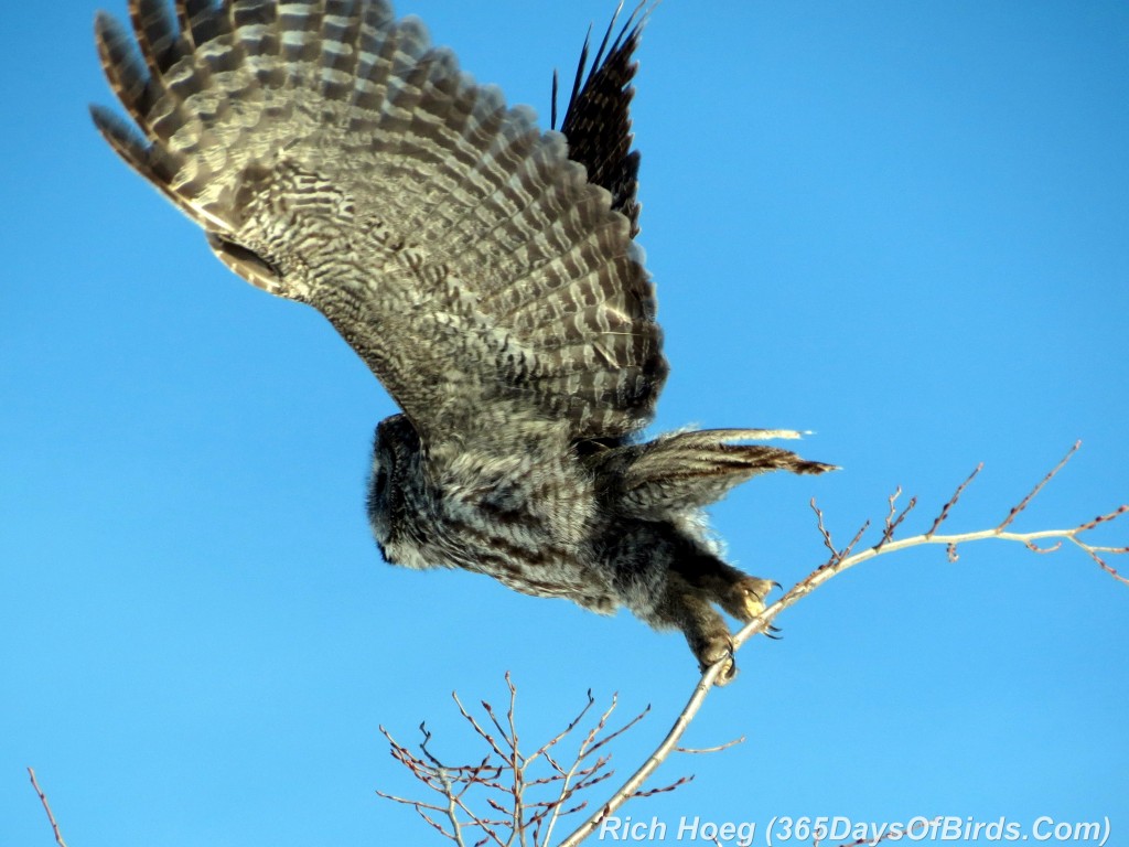 057-Birds-365-Great-Grey-PM-Hunt-01-TakeOff