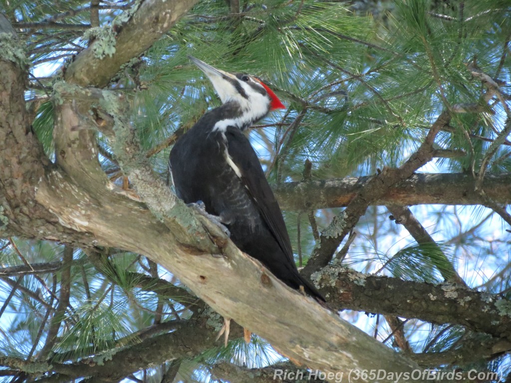 057-Birds-365-Pileated-Woodpecker