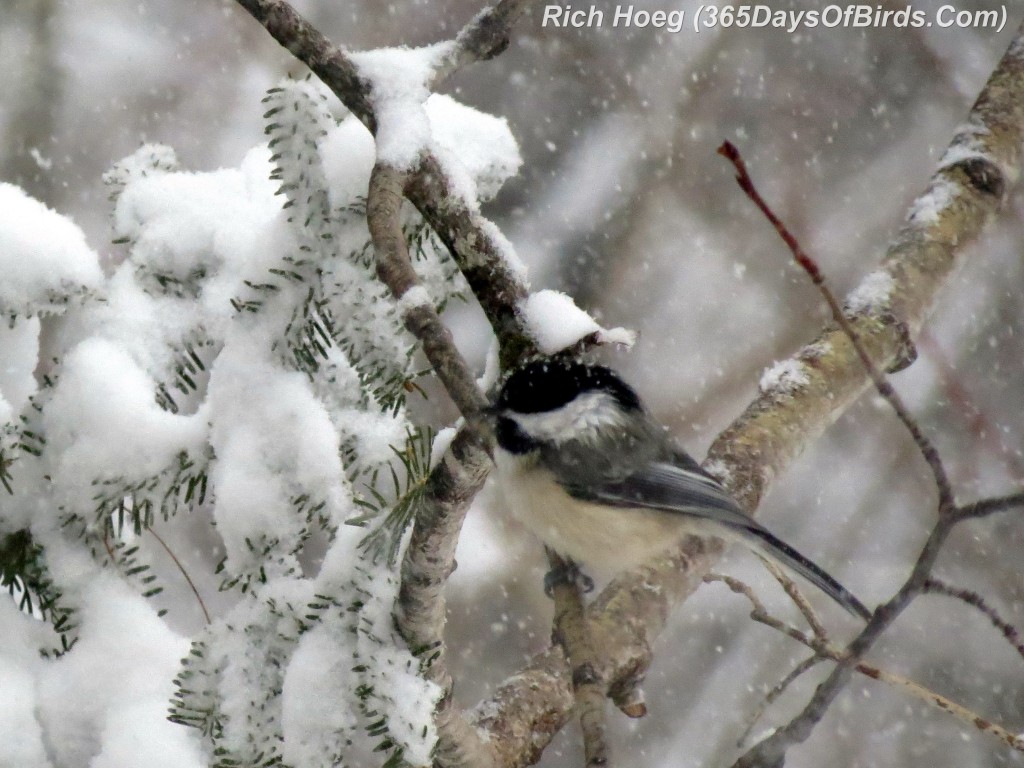 058-Birds-365-Snow-Chickadee