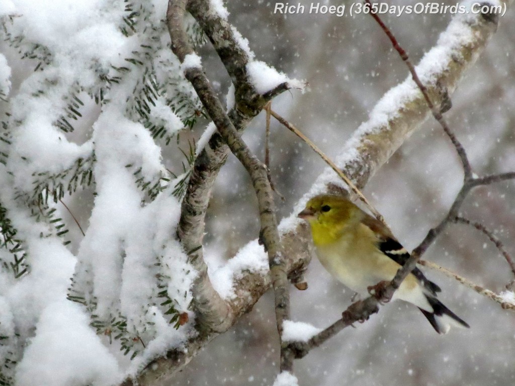 058-Birds-365-Snow-Goldfinch
