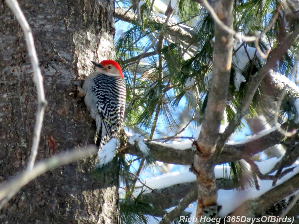 059-Birds-365-Red-Bellied-Woodpecker