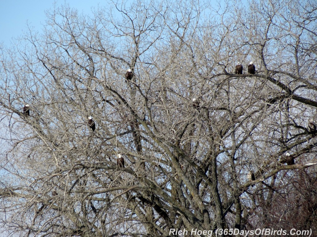 060-Birds-365-Bald-Eagles