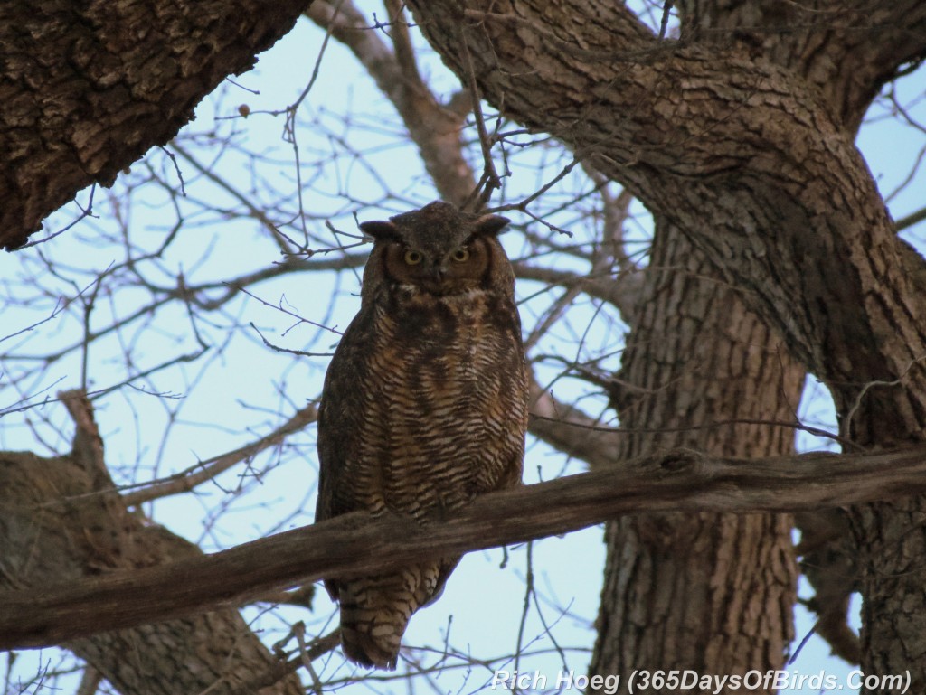 060-Birds-365-Great-Horned-Owl