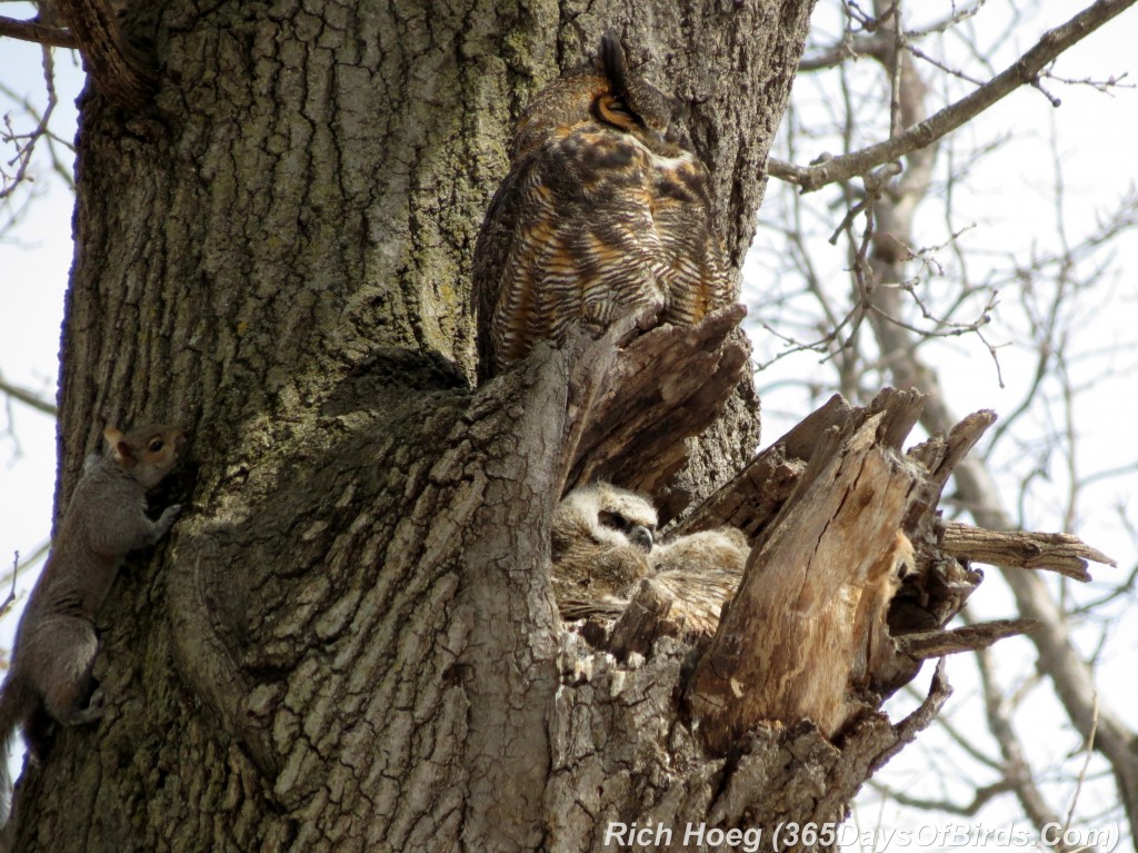 060-Birds-365-Owl-Family-Squirrel