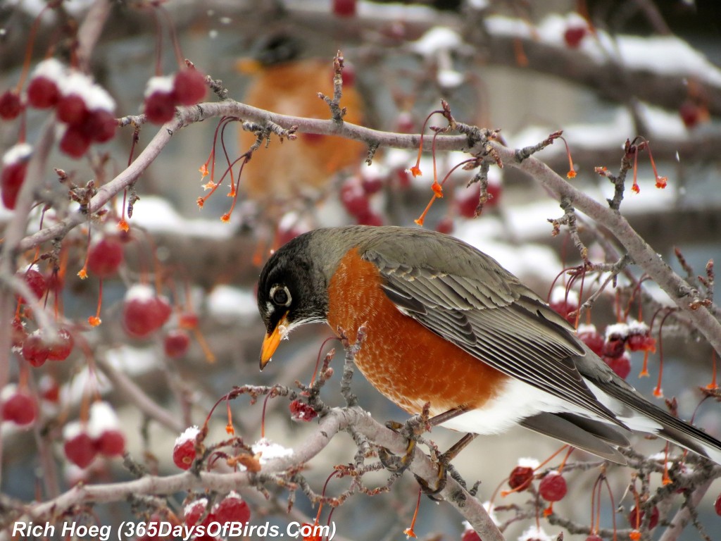 061-Birds-365-Snow-Berries-Robin-1