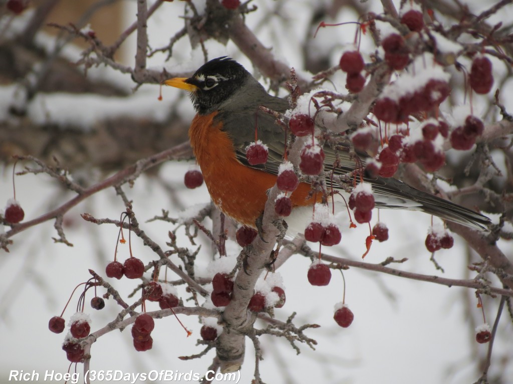 061-Birds-365-Snow-Berries-Robin-2
