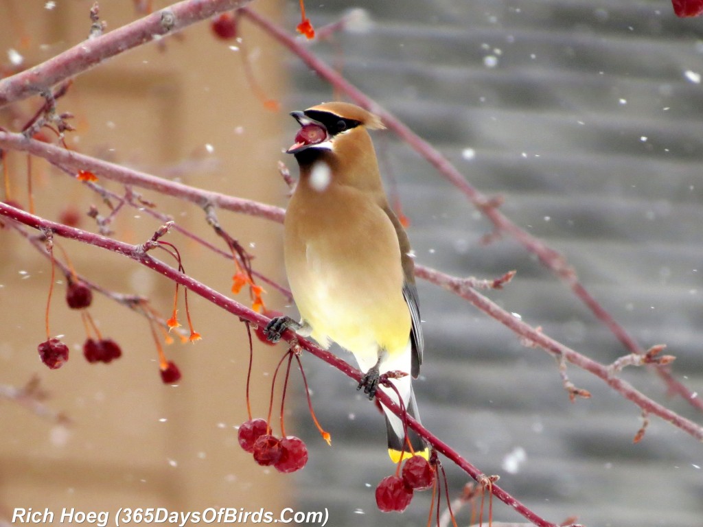 061-Birds-365-Snow-Berries-Waxwing-1