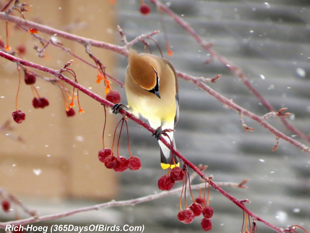 061-Birds-365-Snow-Berries-Waxwing-2