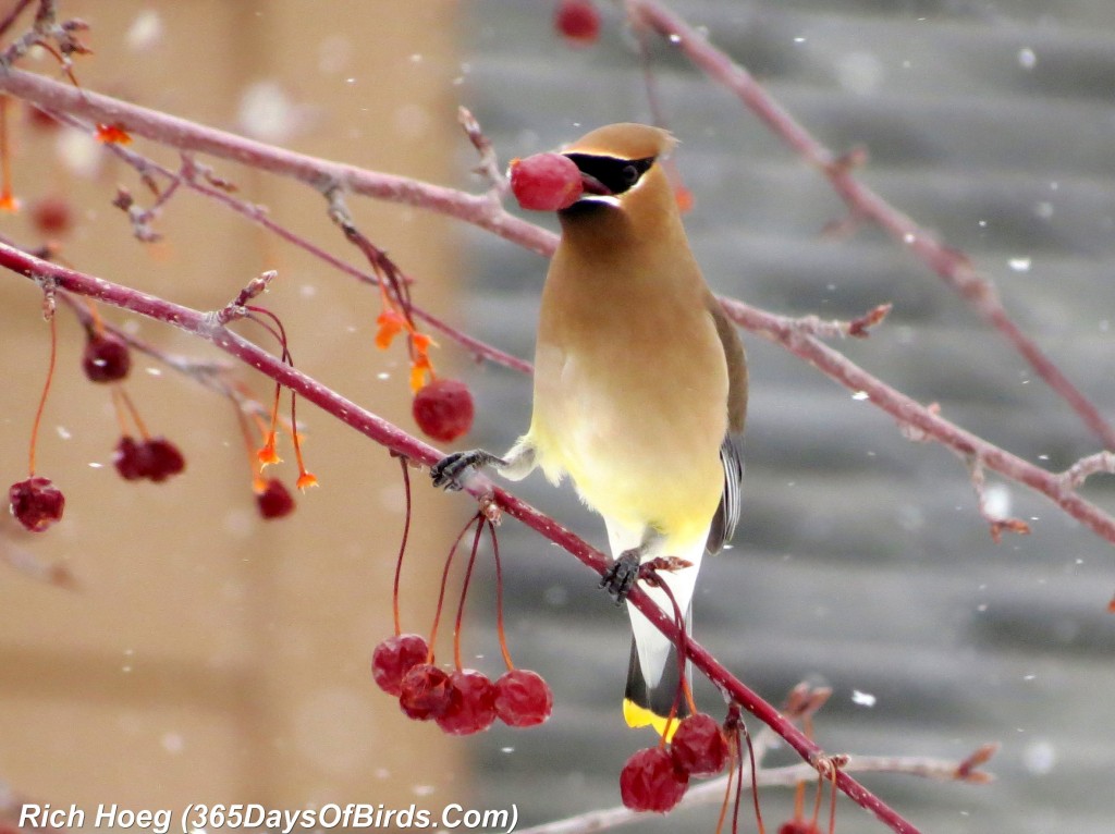 061-Birds-365-Snow-Berries-Waxwing-3