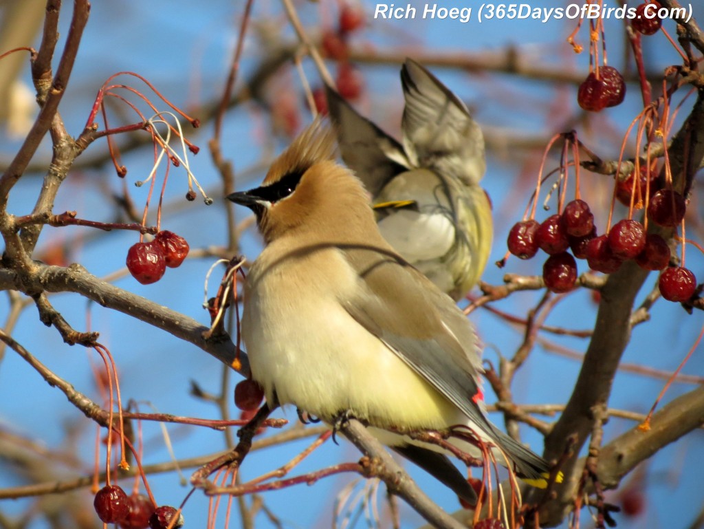 062-Birds-365-Bloated-Waxwing-1