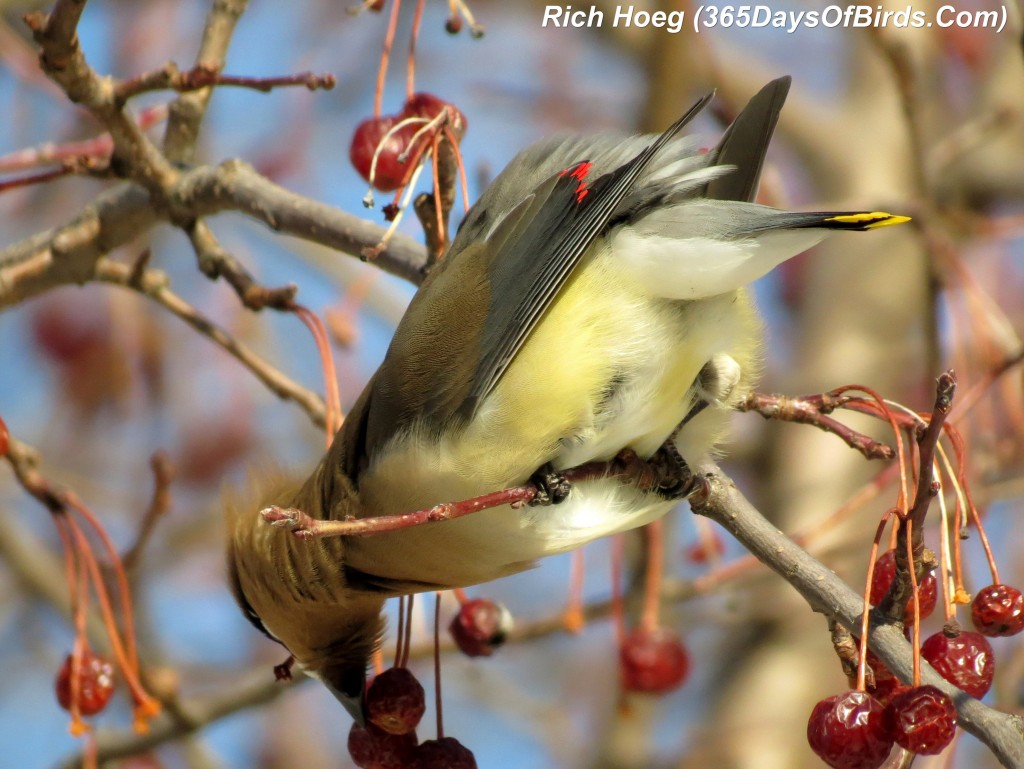 062-Birds-365-Bloated-Waxwing-2