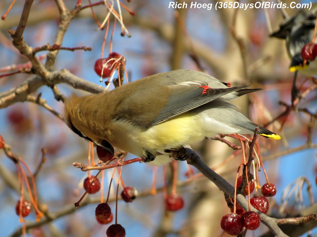 062-Birds-365-Bloated-Waxwing-3